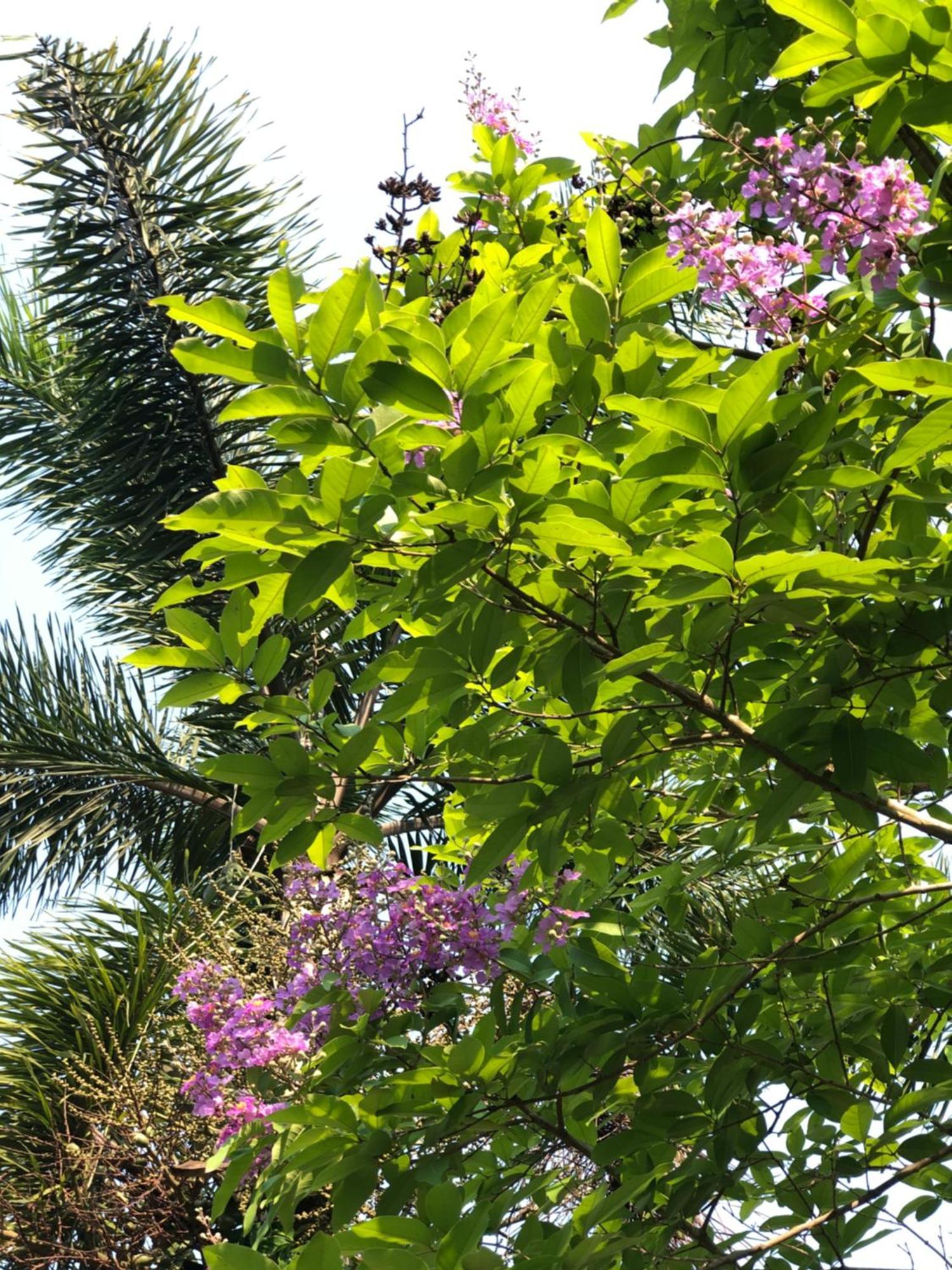 Pura Vida Pai Resort Buitenkant foto