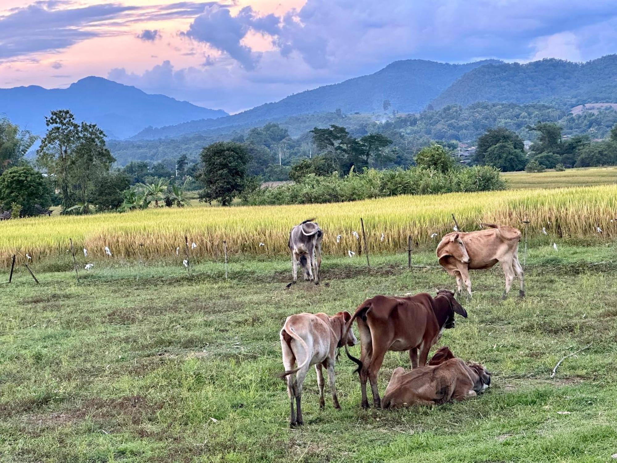 Pura Vida Pai Resort Buitenkant foto